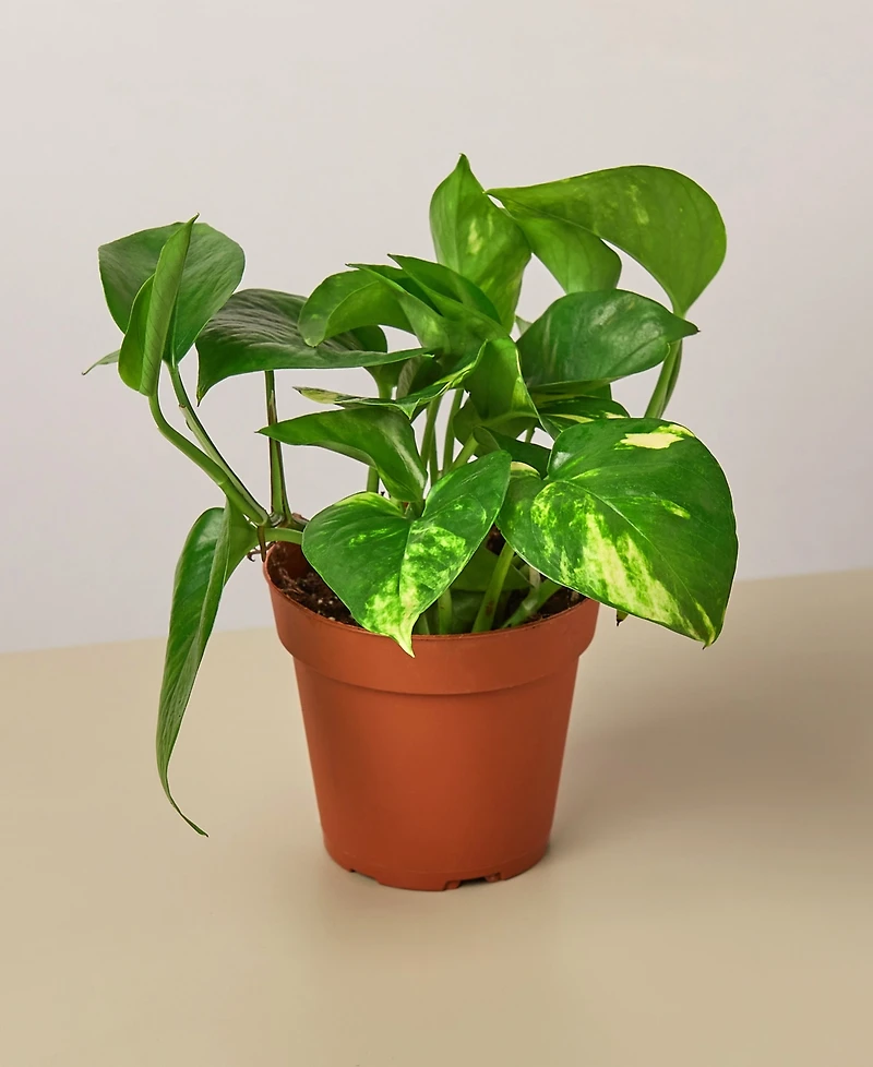 Easy Care Live Plants, Pack of 4