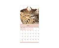 Tf Publishing Paper Goods 2027 Cat Dreams Wall Calendar