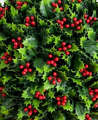 Nearly Natural 22" Ultraviolet Resistant Artificial Holly Berry Christmas Hanging Ball Indoor And Outdoor
