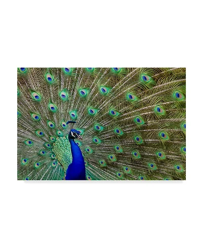 Galloimages Online 'Peacock Proud' Canvas Art - 24" x 16"