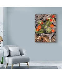 Michael Blanchette Photography 'Claret Cup Cactus' Canvas Art - 35" x 47"