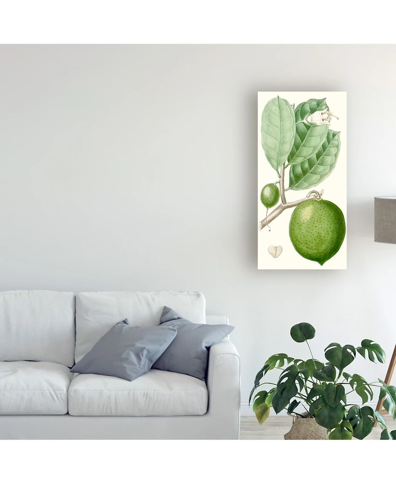 Turpin Turpin Fruit Iii Canvas Art - 20" x 25"