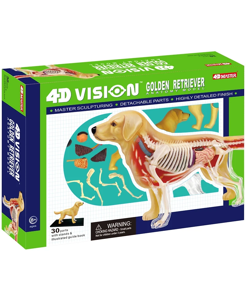 4D Master 4D Vision Golden Retreiver Anatomy Model