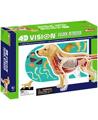 4D Master 4D Vision Golden Retreiver Anatomy Model