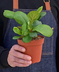 Fiddle Leaf Fig Ficus Lyrata Live Plant, 4" Pot