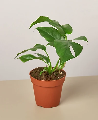Philodendron Mini Monstera Minima Live Plant, 4" Pot