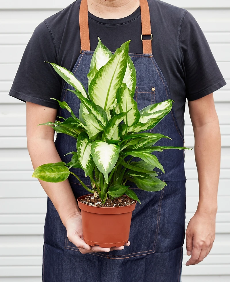 Dieffenbachia Camille Live Plant, 6" Pot