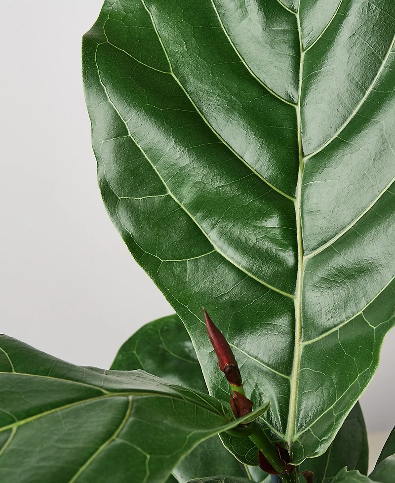 Ficus Lyrata Fiddle Leaf Fig Live Plant, 6" Pot