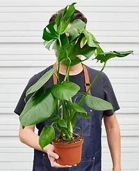 House Plant Shop Philodendron 'Monstera' Live Plant, 6" Pot