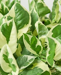 Pothos N'Joy Live Plant, 6" Pot