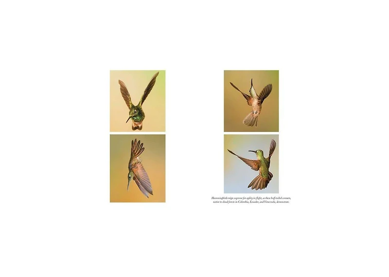 The Hummingbirds' Gift