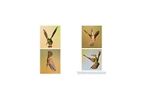 The Hummingbirds' Gift