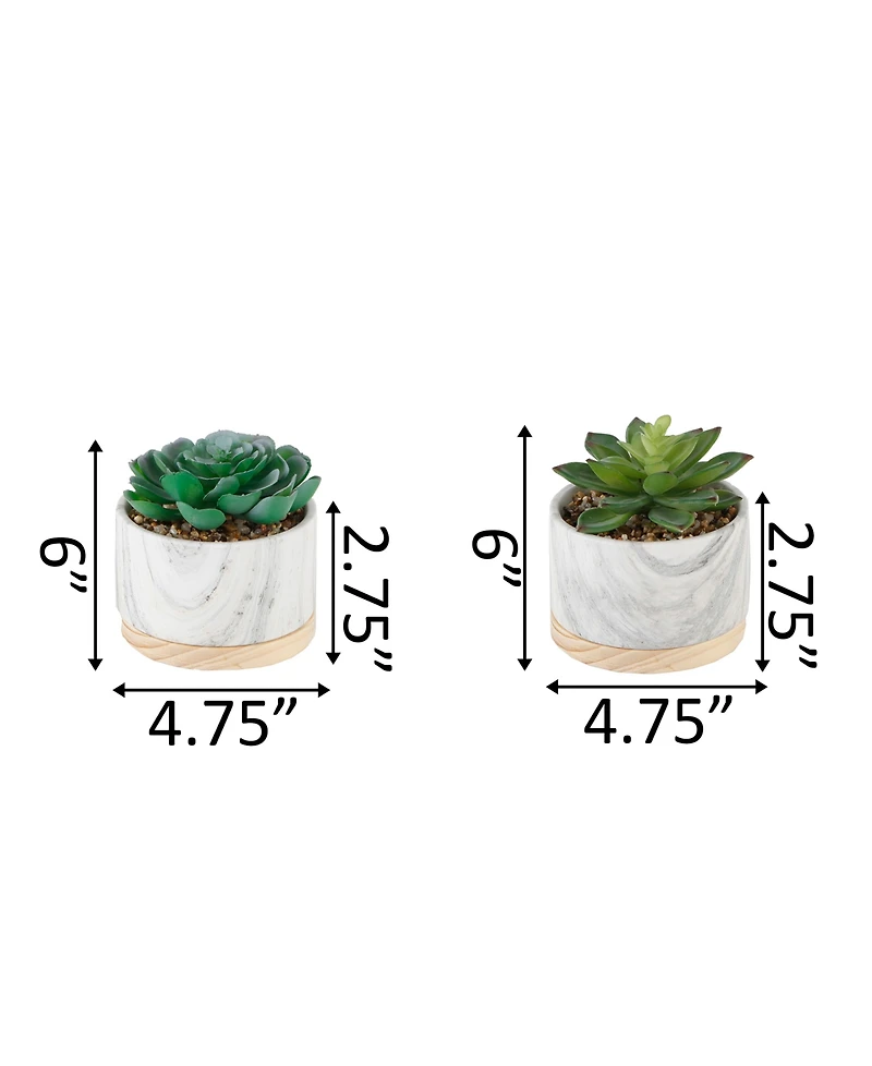 Flora Bunda Succulent in Base Set, 2 Piece