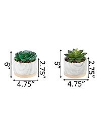Flora Bunda Succulent in Base Set, 2 Piece