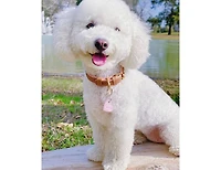 PoisePup Pet Dog Collar - Bella Rose