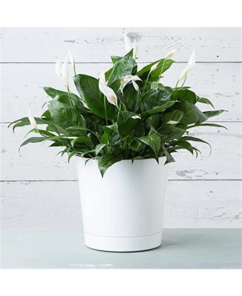 Novelty Full Depth Cylinder Pot, White, 12 Inch