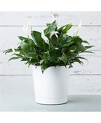 Novelty Full Depth Cylinder Pot, White, 12 Inch