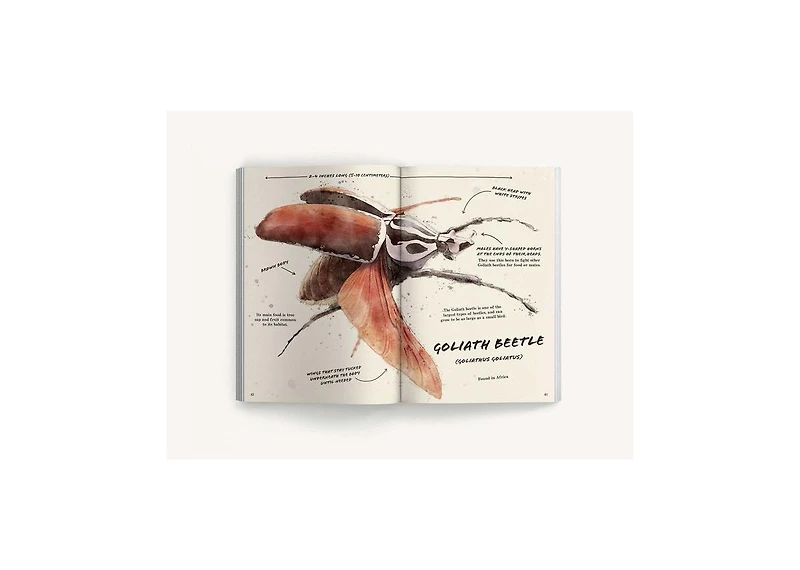 The Ultimate Bug Field Guide- The Entomologist's Handbook Bugs, Observations, Science, Nature, Field Guide by Julius Csotonyi Illustrator