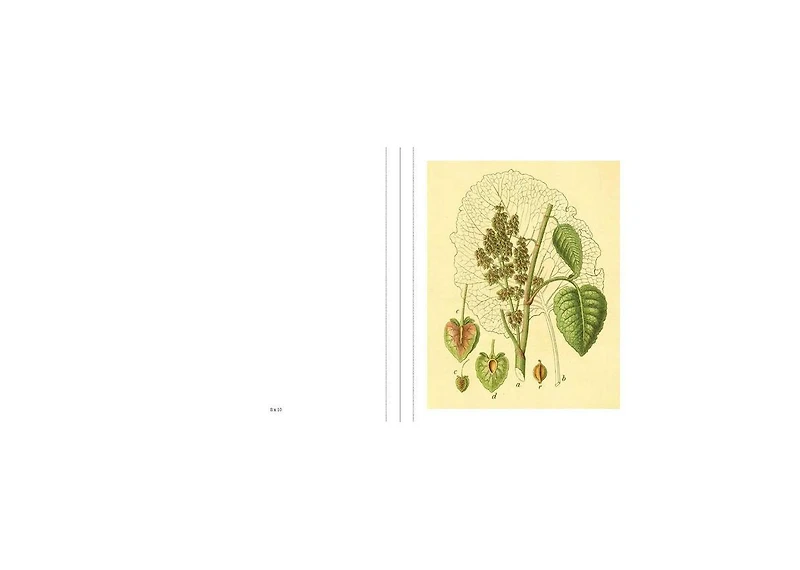Instant Wall Art Vibrant Botanical Prints- 45 Ready-to-Frame Illustrations for Your Home Decor by Adams Media Corporation
