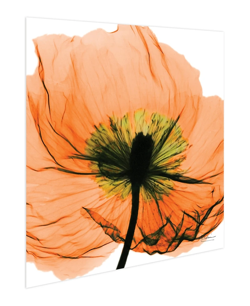 Empire Art Direct "Poppy Orange" Frameless Free Floating Tempered Glass Panel Graphic Wall Art, 24" x 24" x 0.2"