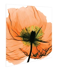 Empire Art Direct "Poppy Orange" Frameless Free Floating Tempered Glass Panel Graphic Wall Art, 24" x 24" x 0.2"