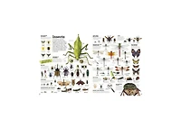 Picturepedia, Second Edition- An Encyclopedia on Every Page by Dk