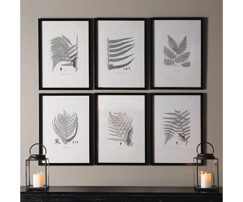 Framed Gray-Tone Fern Prints Set of 6