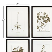 Framed Sepia-Tone Botanical Prints Set of 4