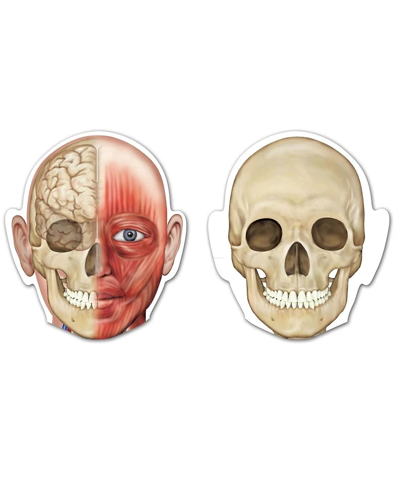 Learning Resources Double-Sided Magnetic Human Body