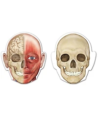 Learning Resources Double-Sided Magnetic Human Body