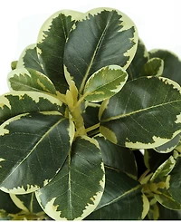 Monarch Specialties 14" Indoor Artificial Ficus Plants with Decorative Black Pots, Set Of 2