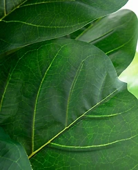 Nearly Natural 6ft. Artificial Giant Leaf Fiddle Leaf Fig Tree in Decorative Planter with Real Touch Leaves