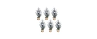 Premium Potted Snowy Pine Tree Set (Set of 6) - Authentic-Looking 12" Artificial Trees for Seasonal and Holiday Delights