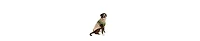 Chilly Dog S Raggwool Fairisle