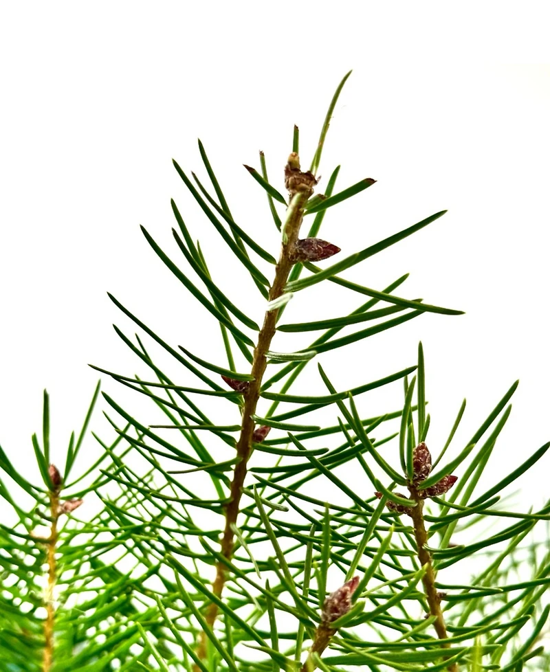 International Christmas Innovation Fresh Cut Real Christmas Tree Douglas Fir 4'-5'