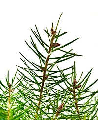 International Christmas Innovation Fresh Cut Real Christmas Tree Douglas Fir 4'-5'