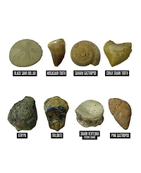 Educational Insights GeoSafari Jr. Fossil Excavation Kit