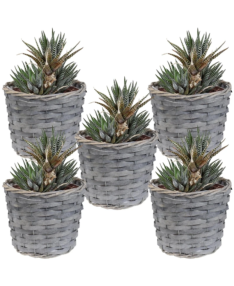 5-Piece Wicker Planter Basket Set - Indoor Use Only - Plastic Lined Flower Pots - Gray Poplar Construction with Steel Wire Frame
