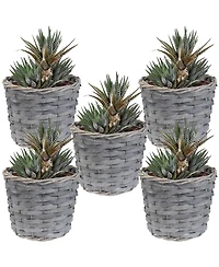 5-Piece Wicker Planter Basket Set - Indoor Use Only - Plastic Lined Flower Pots - Gray Poplar Construction with Steel Wire Frame