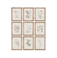 Botanical Illustrations Set of 9