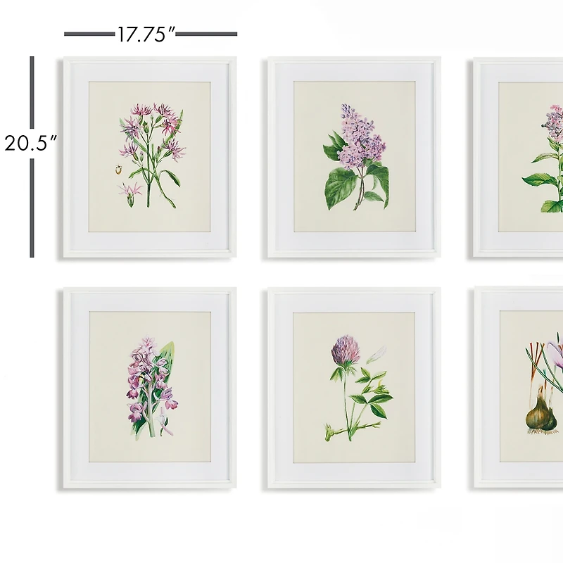 Flower Study Prints Set of 6