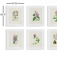 Flower Study Prints Set of 6