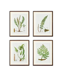 17.75" x 23" Decorative Structural Fern Botanical Study Framed Prints Set of 4