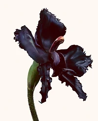 Tom Ford Black Orchid Reserve Spray
