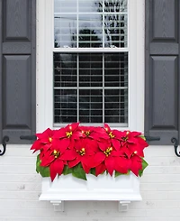 Puleo 24" Pre-Lit Artificial Poinsettia Window Box Decor