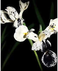 Yves Saint Laurent Muse Inspiring Ink Eau De Parfum, 4.2 oz.