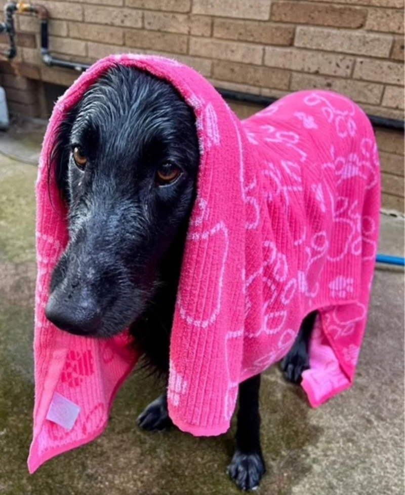 Delilah Home Drytek High Performance Dog Bath Towel 30" X 54"