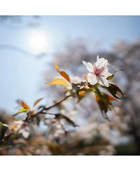 Sigma Sigma 12mm F1.4 Dc/Contemporary/Canon Rf