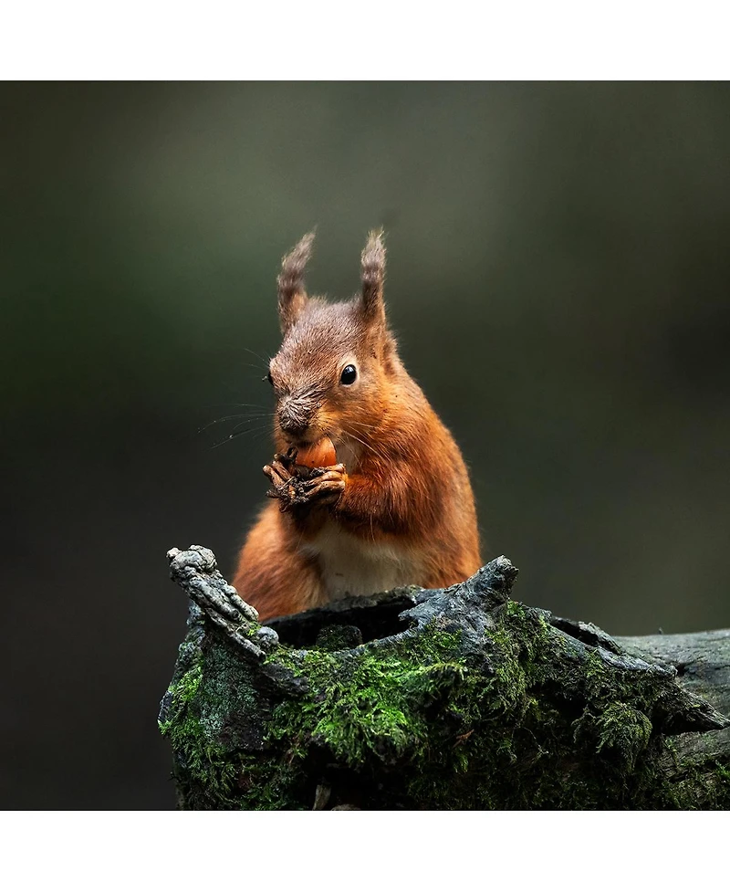 Sigma 300-600mm f/4 Dg Os Sports Lens for L Mount, White