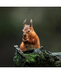 Sigma 300-600mm f/4 Dg Os Sports Lens for L Mount, White